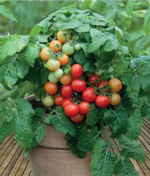 " Gói 30 "Hạt giống cà chua bi lùn đỏ [Seeds]