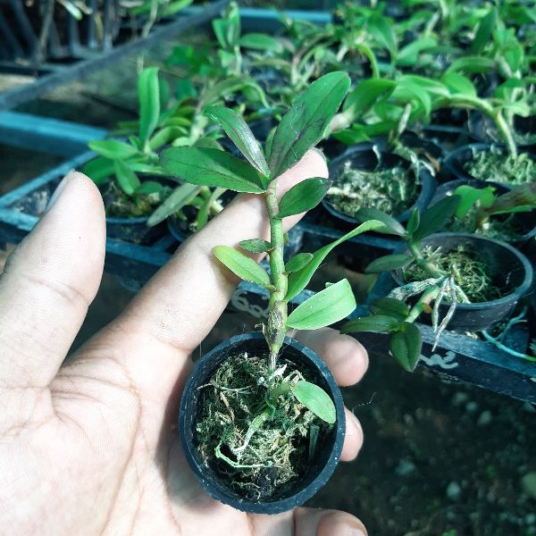 Giá Gốc Combo 5 cây phi điệp thái nguyên giống