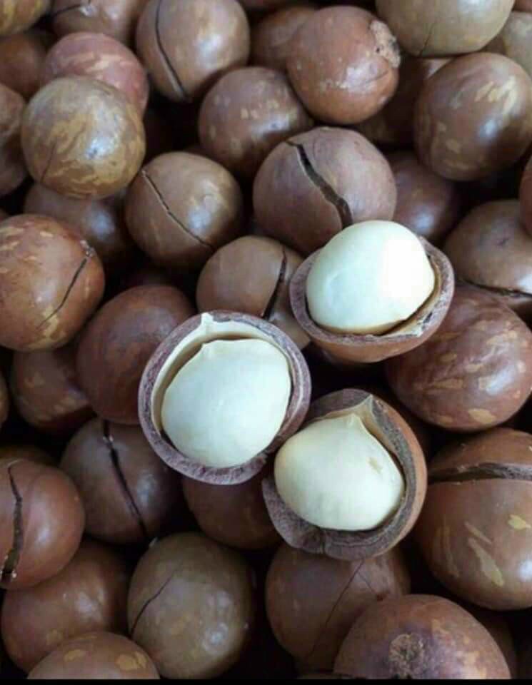 Macca tây nguyên size to ngon loại 1 --500GR-date luôn mới