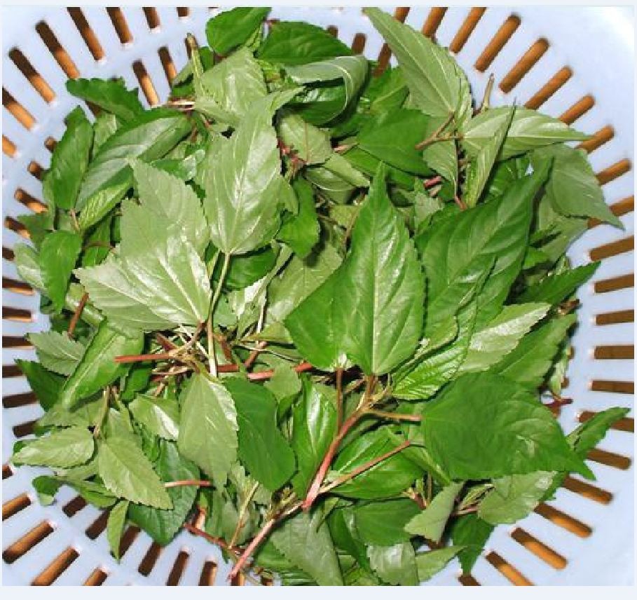 Hạt giống rau đay đỏ cao sản - 20gr