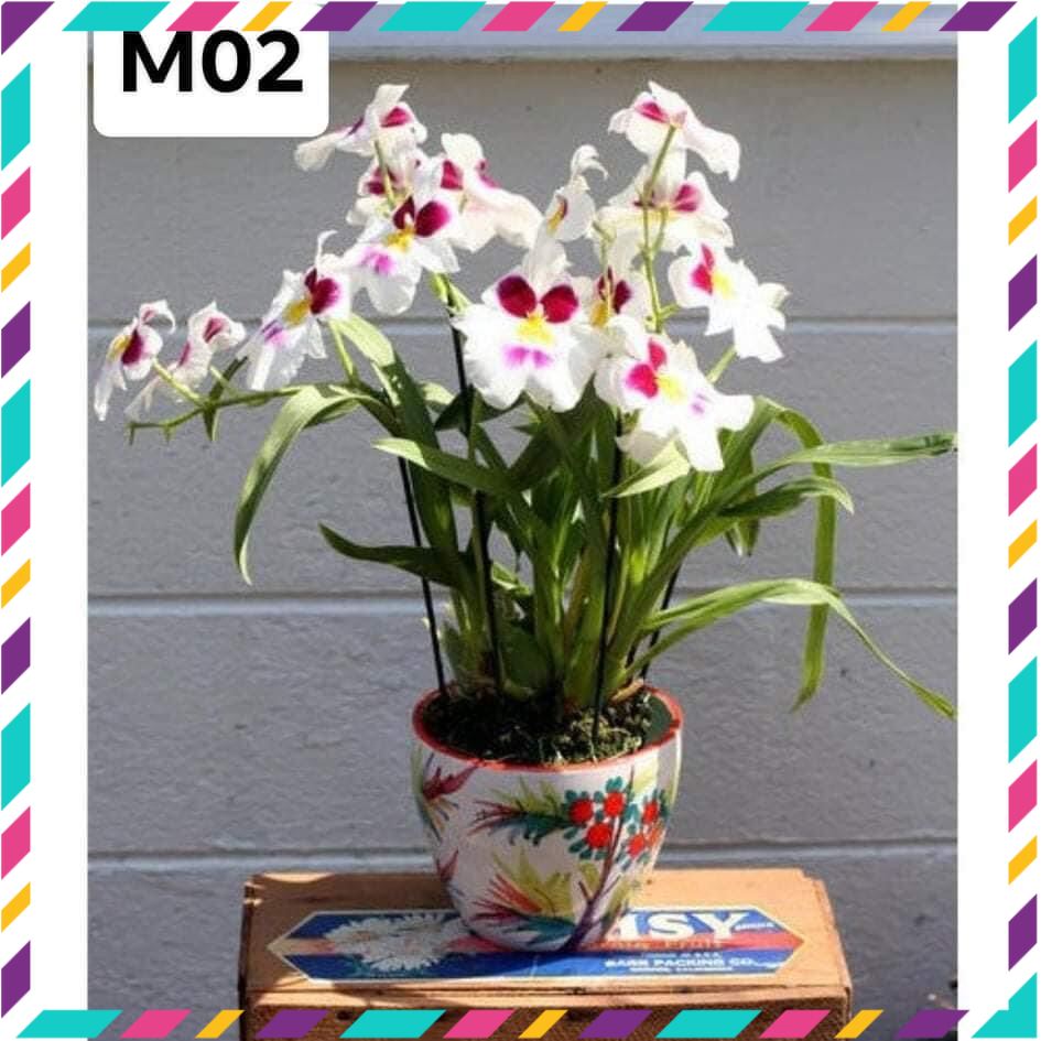 Hoa lan vũ nữ motonia(4 cây) cực thơm qq