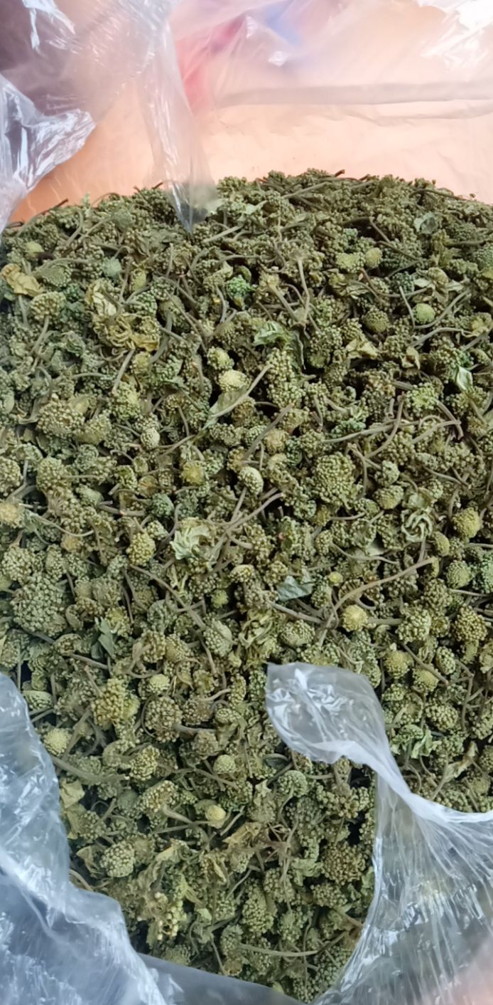 nụ tam thất khô