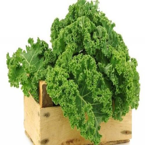 Hạt giống Cải Xoăn Kale 1g