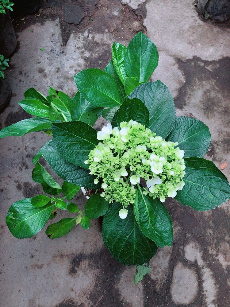 Cây Cẩm Tú Cầu