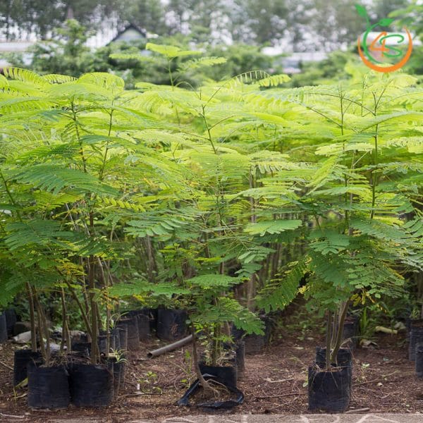 Cây giống phượng vĩ (tên gọi khác: cây phượng đỏ, cây xoan tây, cây điệp tây - cây trồng cảnh quan trong trường học, khu đô thị, đường phố và trồng lấy gỗ. ]
