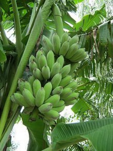 Cây Chuối Lùn, cây giống cấy mô