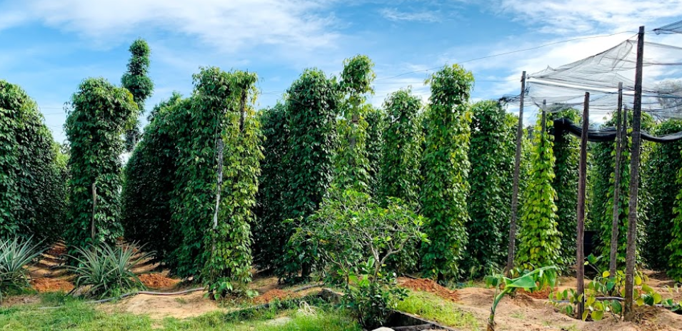 Hạt Tiêu Đen Phú Quốc