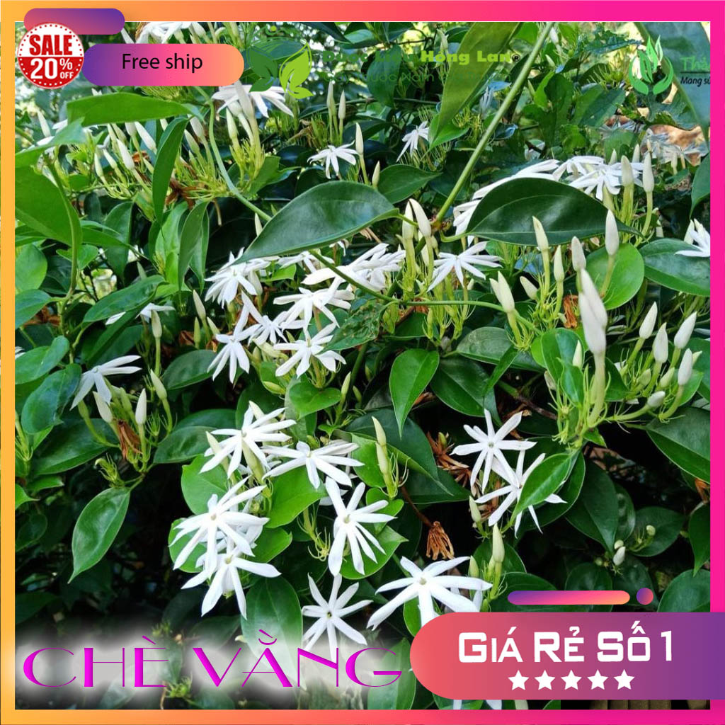 [FreeshipMAX] [HCM]Chè Vằng sẻ khô đóng gói 1kg