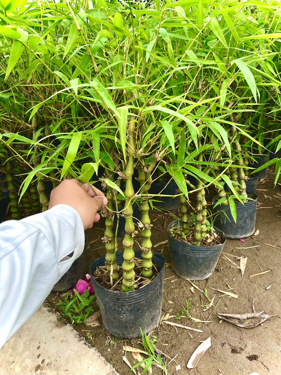 Chậu 3 cây trúc phật bà tam lộc