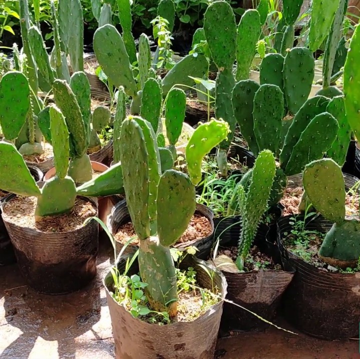 Cây Xương Rồng Tai Thỏ (Một Chậu 4-5 Tai Thỏ)