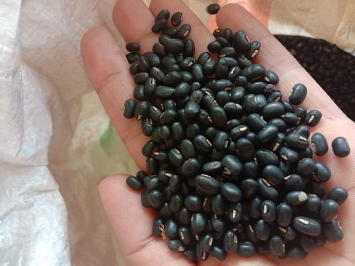 ĐẬU ĐEN LÒNG XANH (gói 500 gram)