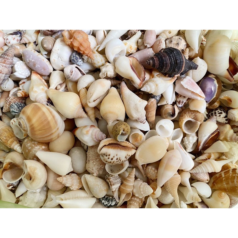 [FREESHIP MAX]  - Vỏ ốc mix 100gr - Vỏ Ốc Vỏ Sò VANEE SHOP