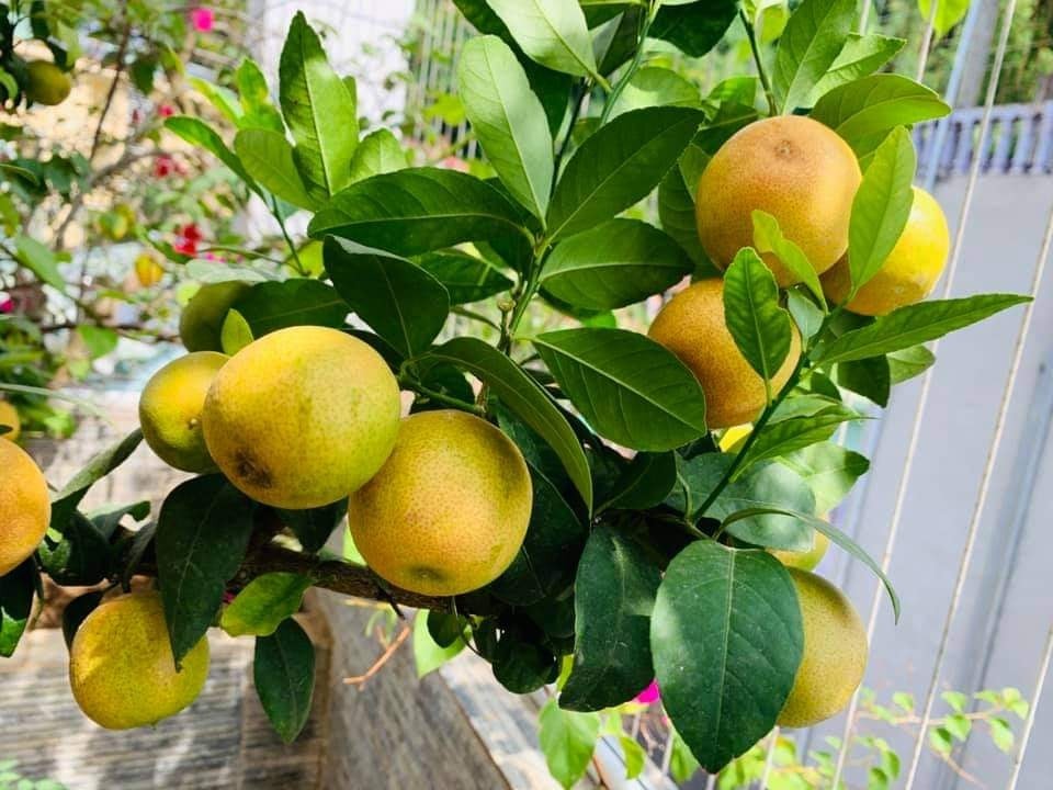 Combo 2 CÂY CAM GIỐNG