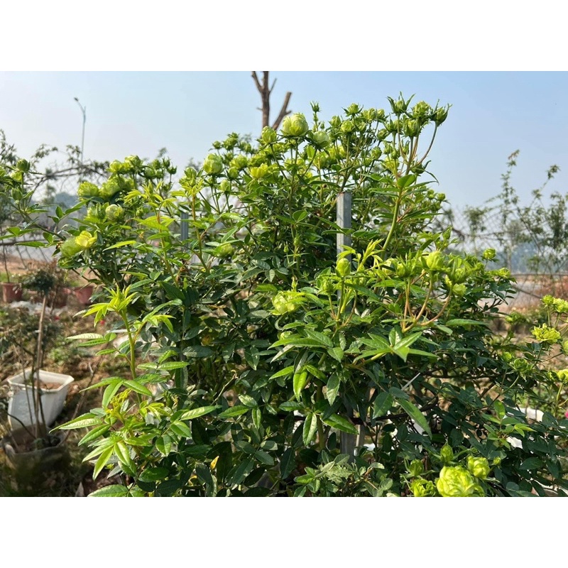 CÂY HOA HỒNG XANH