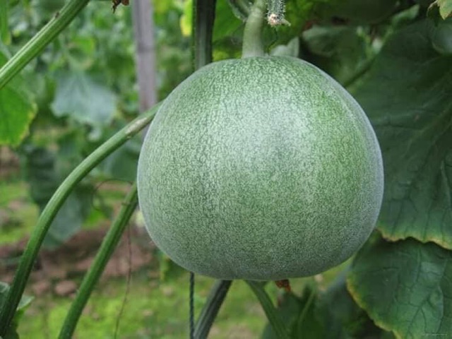Hạt Giống Dưa Lê Xanh Siêu Ngọt