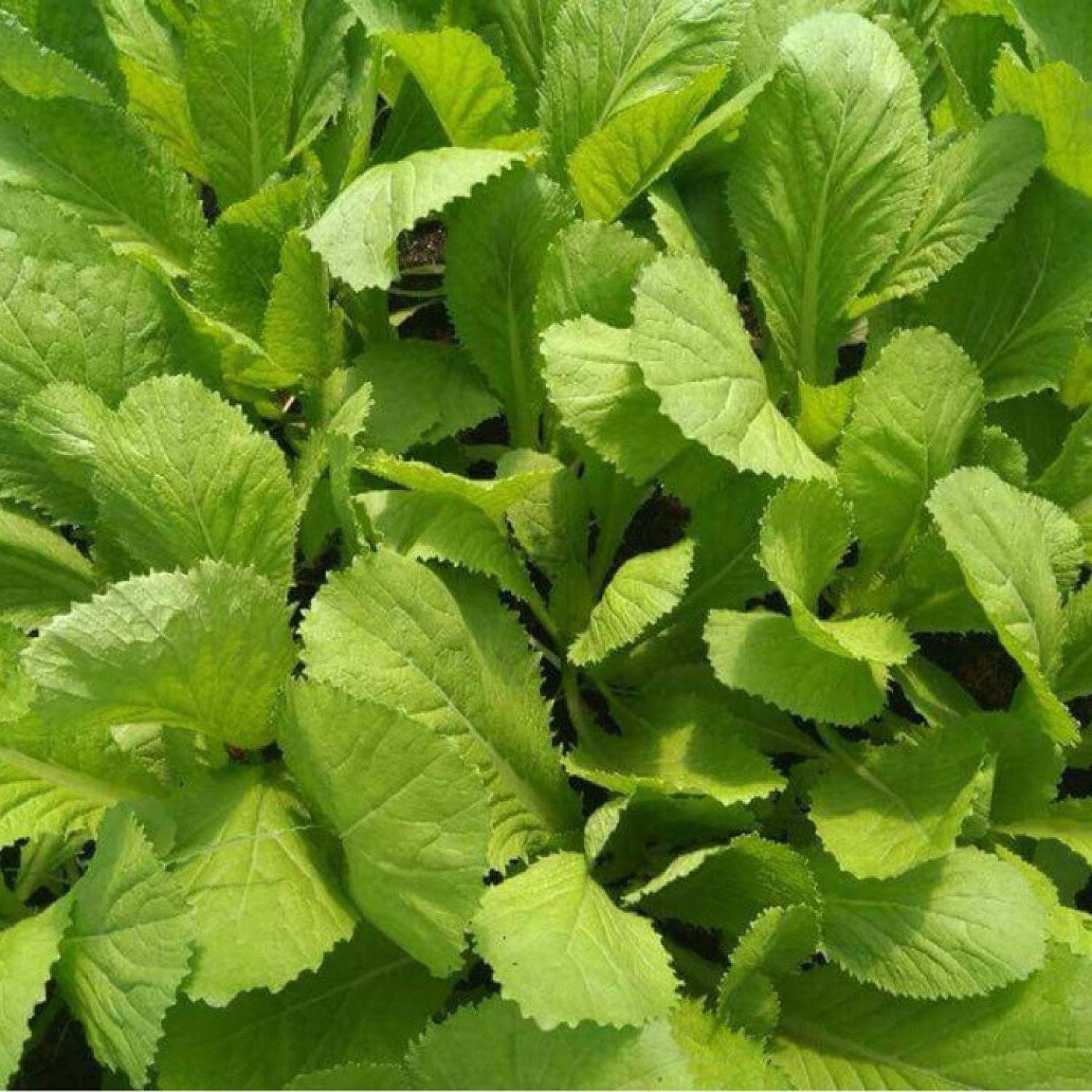 Hạt giống cải bẹ xanh gói 100 gam