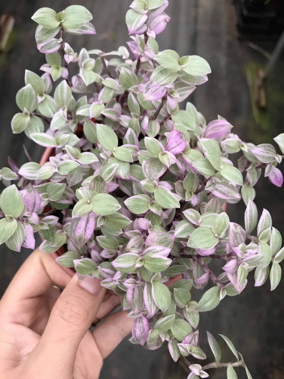 Thài lài pink lady