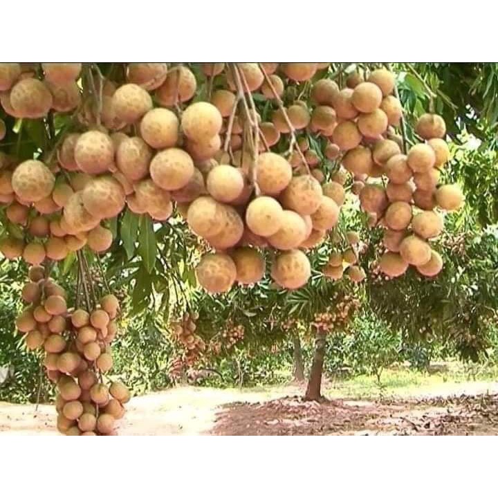 COMBO 3 CÂY GIỐNG NHÃN KHÔNG HẠT - CÂY CẤY MÔ