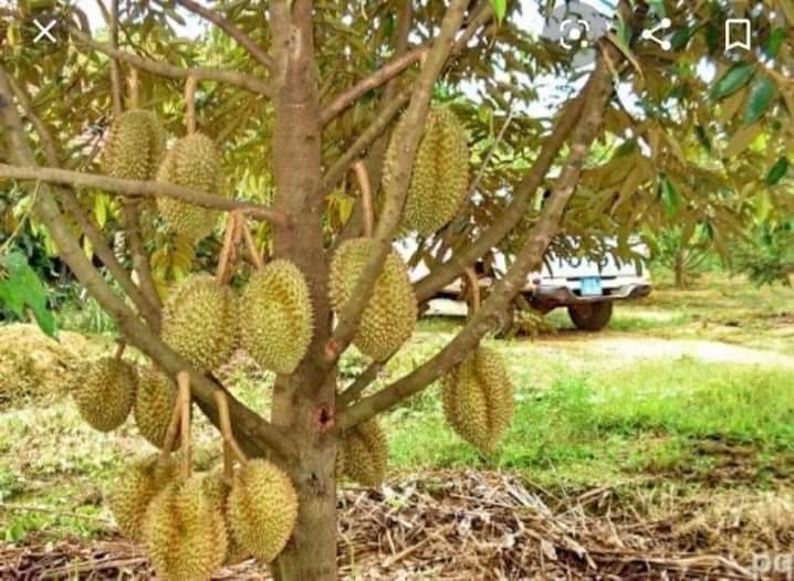 Cây sầu riêng ri6 (3 năm cho trái)