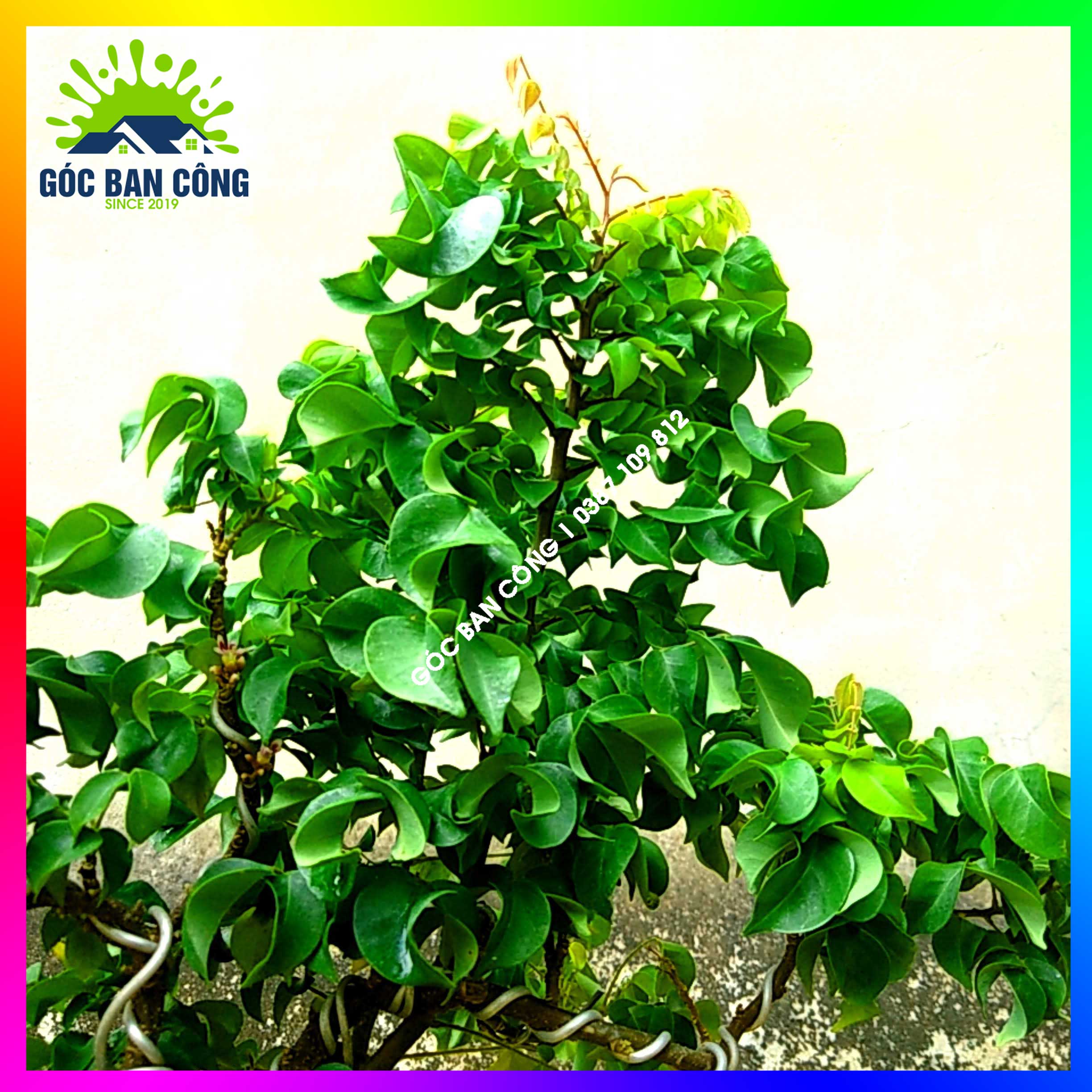 Cây Khế Bonsai Mini Gốc Quái - KBS05