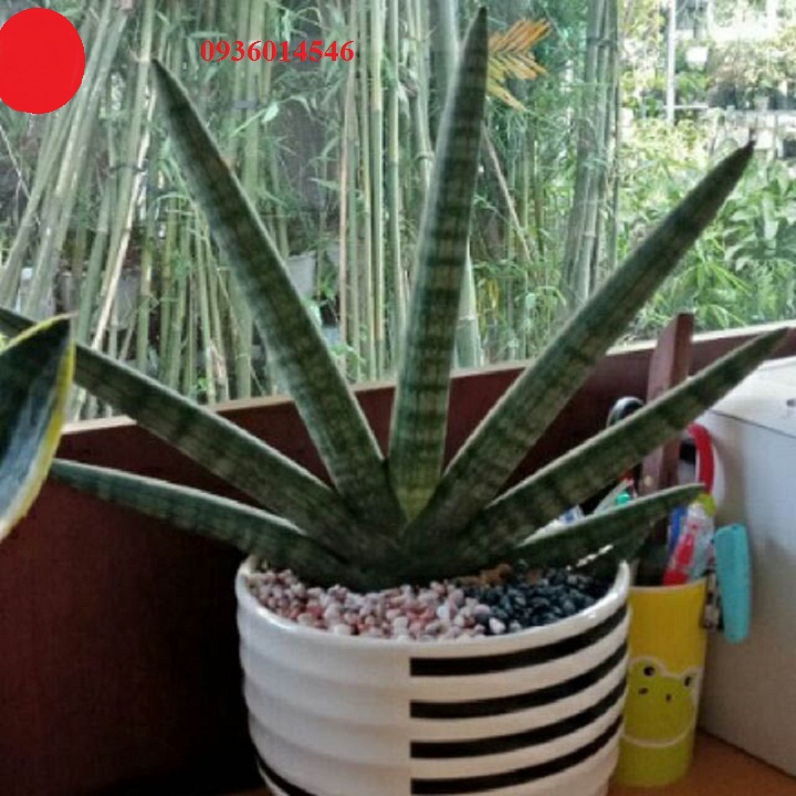 cây nanh heo - Cây ngàà voii (Size 60-70cm)