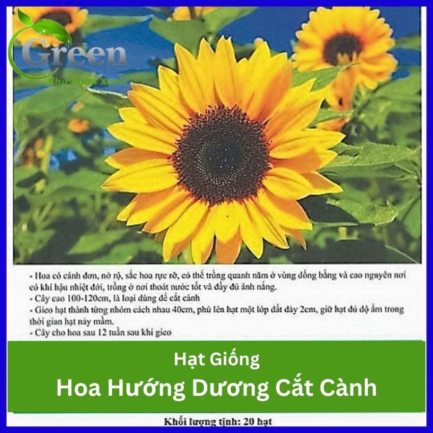 Hạt Giống Hoa Hướng Dương Cắt Cành Bông To, Nở Vun Tròn Trồng Quanh Năm