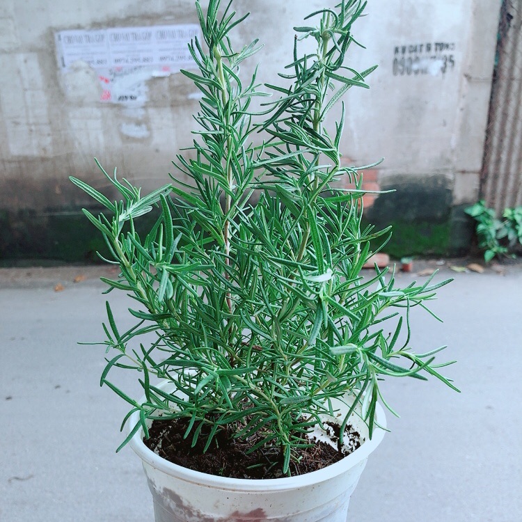 Chậu Hương Thảo