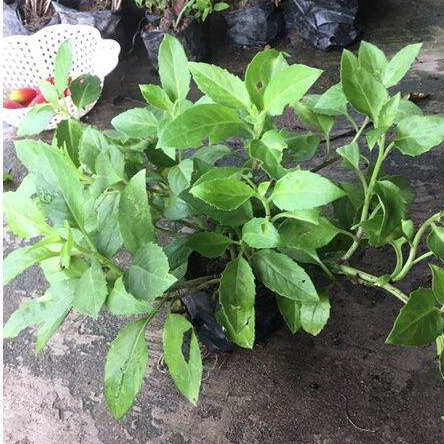 HL- Rau Bớp (Bầu Đất) Giống 05Cây