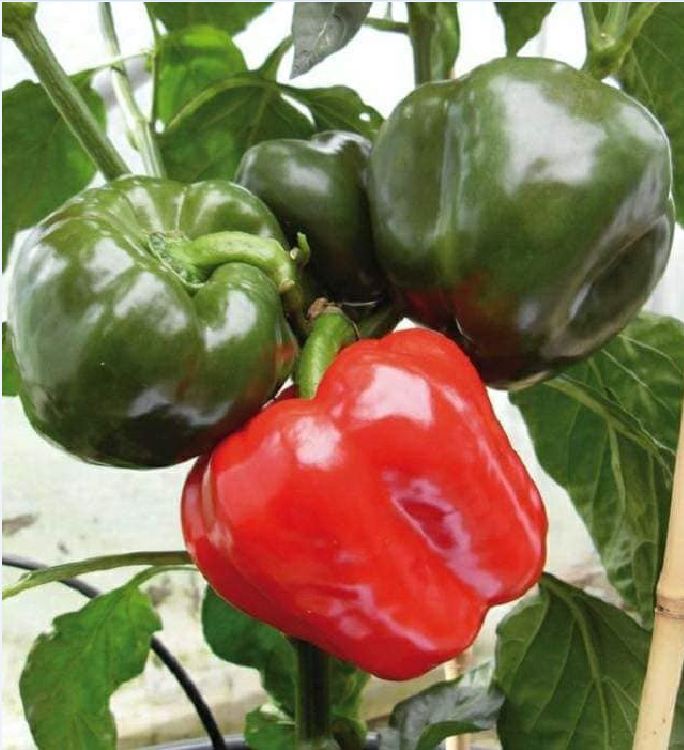 Hạt Giống Ớt Chuông Ngọt --Gói 30 hạt