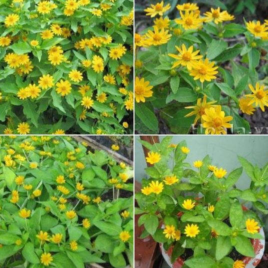 Hạt giống hoa cúc mặt trời -gói 50 hạt