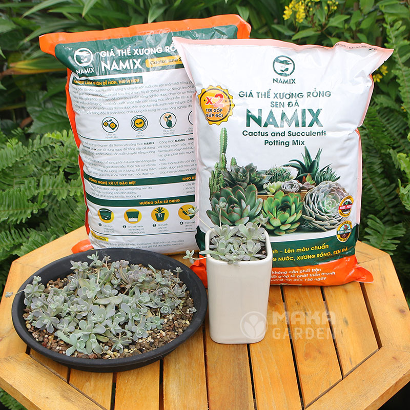 Đất trồng Sen đá và Xương rồng Namix