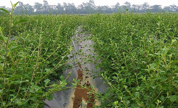 1kg Cây cà gai leo khô nguyên chất