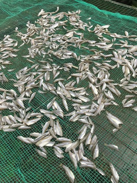 500gram khô cá lòng tong