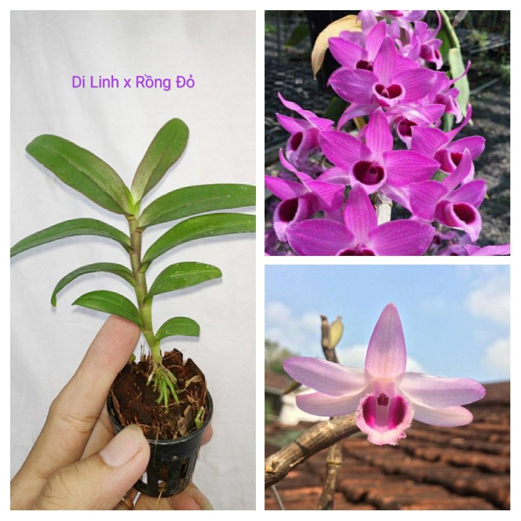 Giả Hạc Di Linh Lai Trầm Rồng Đỏ - Cây con