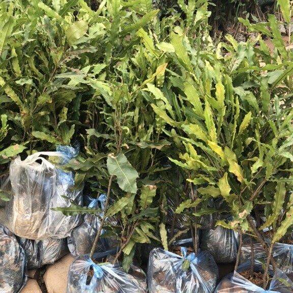 CÂY GIỐNG MACCA GHÉP SIÊU SỚM (có tem chuẩn giống)