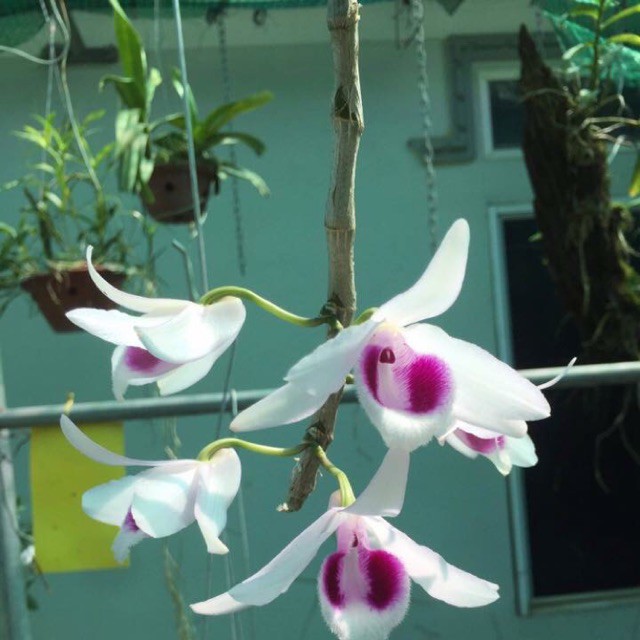 CỐC Phi Điệp Hồng Minh Châu - Cây giống hàng gieo hạt, hoa cực đẹp, cực hiếm