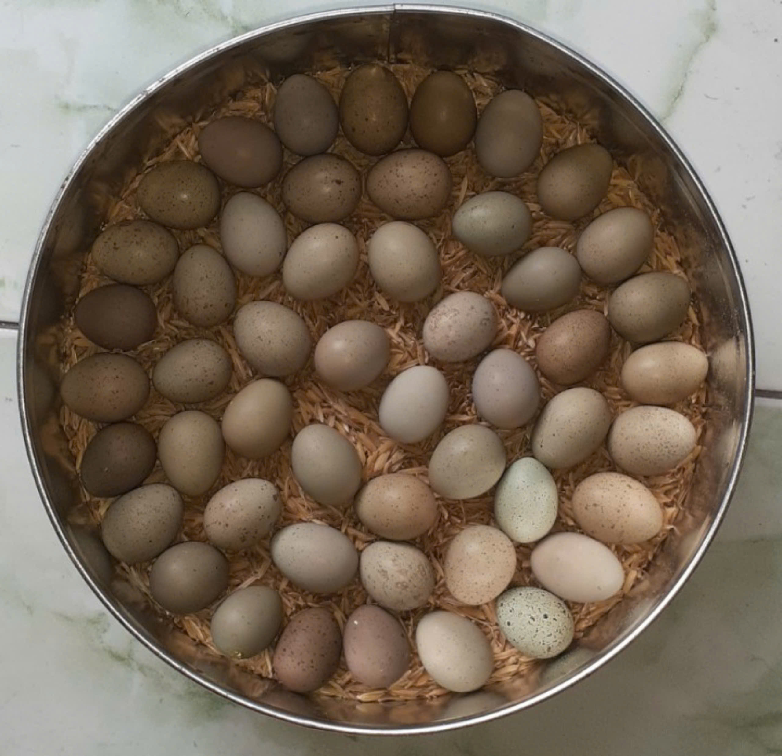 50 trứng Gà Rutin