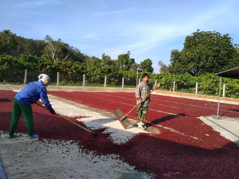 Cà phê hạt rang Robusta Buôn Mê Thuột