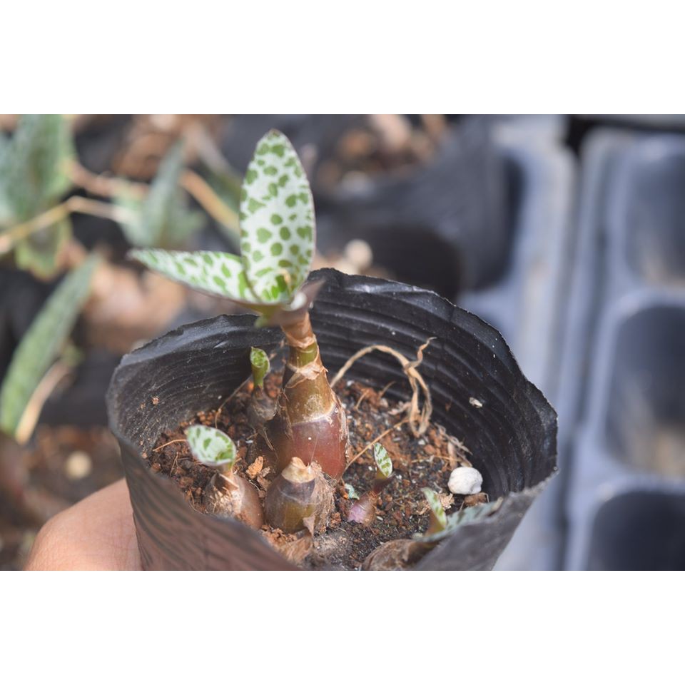 Sen Đá Hồ Lô 4-6Cm