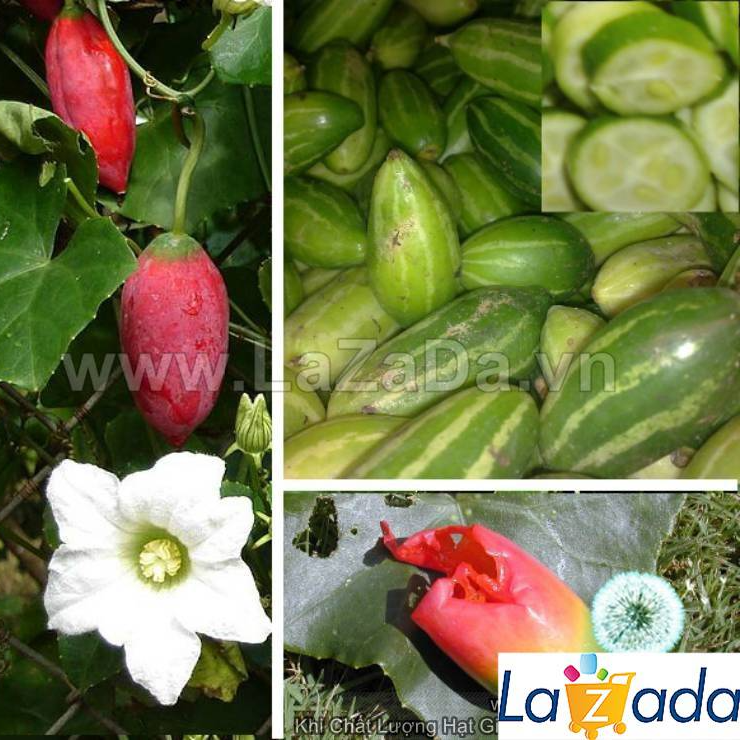 SỈ- Hạt Giống Cây Bình Bát Dây Dây Bát Mãng Bát (50Hạt)