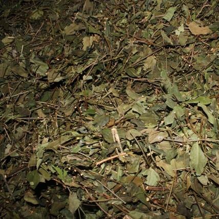 Chè dây 500g ch ữa b ệnh dạ dày GT337