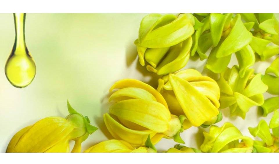 Tinh dầu ngọc lan tây nguyên chất  20ml