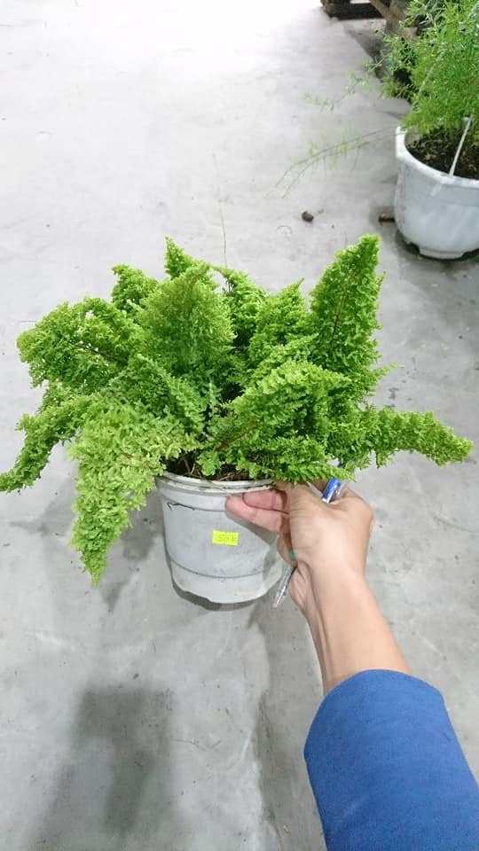 Cây dương xỉ lá nhuyễn - Cyclosorus parasiticus