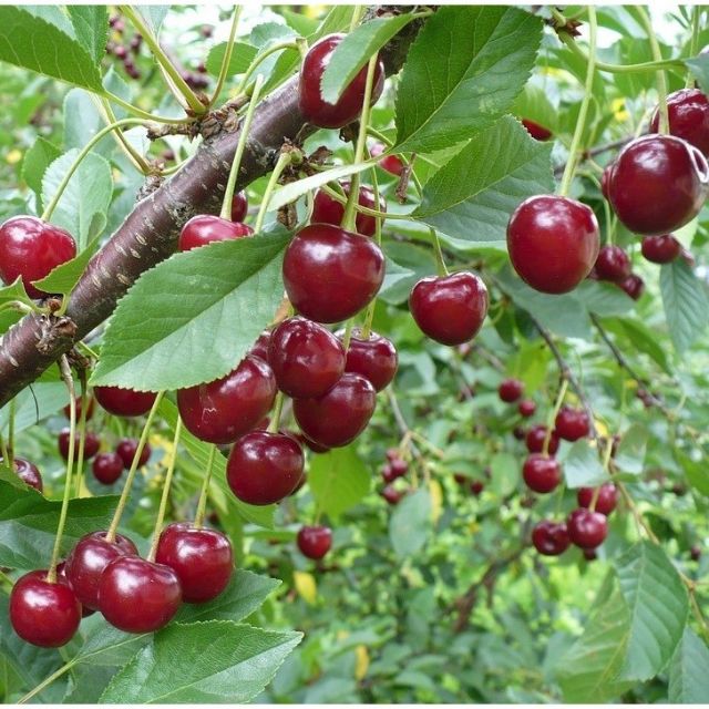 MA242B Hạt giống Quả Anh Đào (Cherry Mỹ) 5 Hạt/ Gói