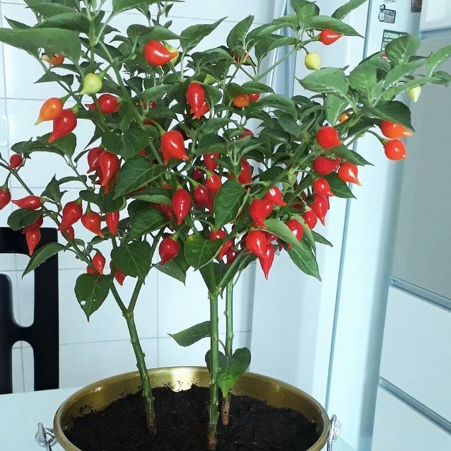 Hạt giống Ớt Mỏ Chim (Ớt Anh Đào) Đỏ - Vàng