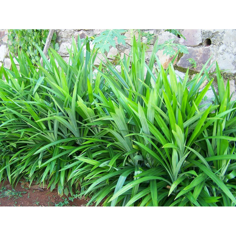Cây lá dứa (dứa thơm,nếp thơm,cây cơm nếp)