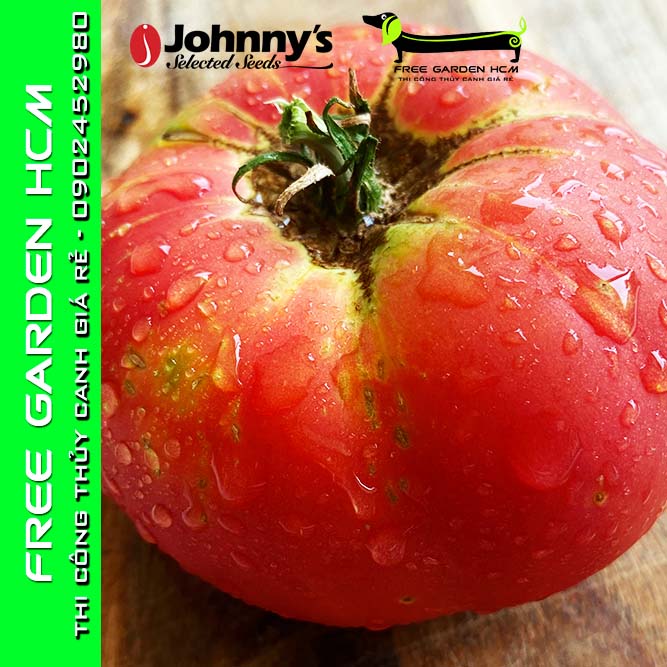 COMBO 50 HẠT GIỐNG CÀ CHUA BRANDYWINE - Johnny’s Seed – Mỹ