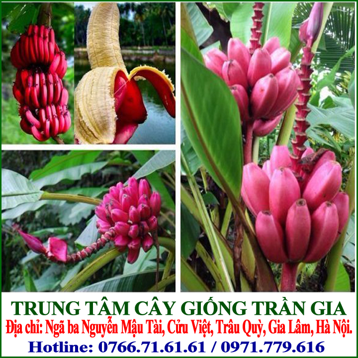 Giống Cây Chuối Đỏ Dacca ( 5 cây )