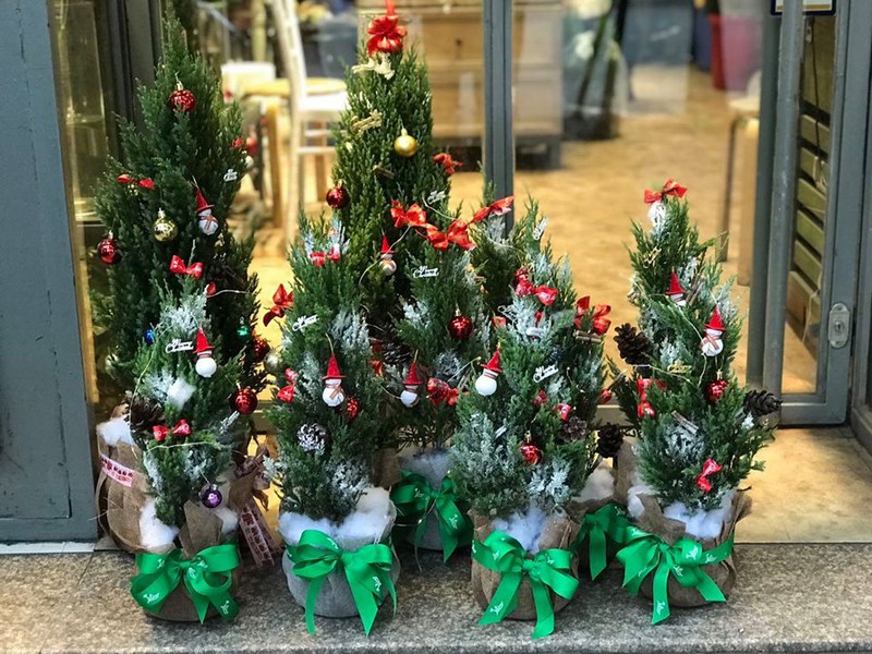 Cây sơn tùng cao 40-90 cm+ trang trí noel
