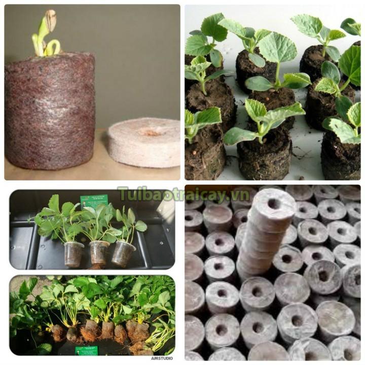 20 viên nén xơ dừa ươm hạt